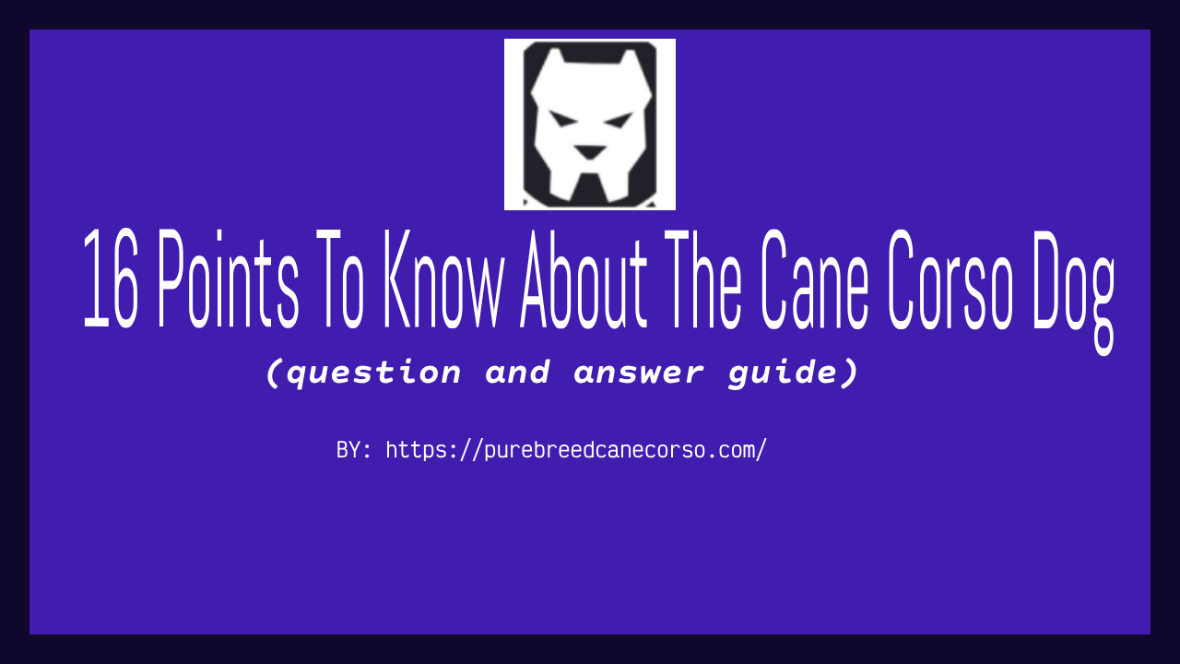 16 Essential Points About the Cane Corso Breed