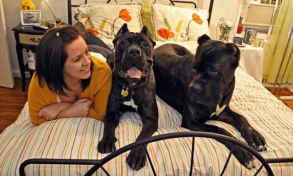 A photo of a Cane Corso dog residing in an apartment complex