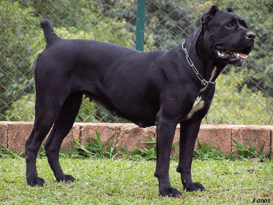 An illustration of a Cane Corso dog's main physical characteristicsAn illustration of a Cane Corso dog's main physical characteristics