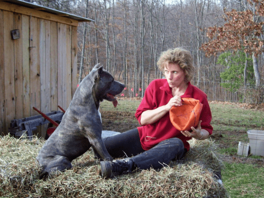 "Illustration showing a Cane Corso dog engaged in various physical activities to demonstrate the breed's exercise needs"