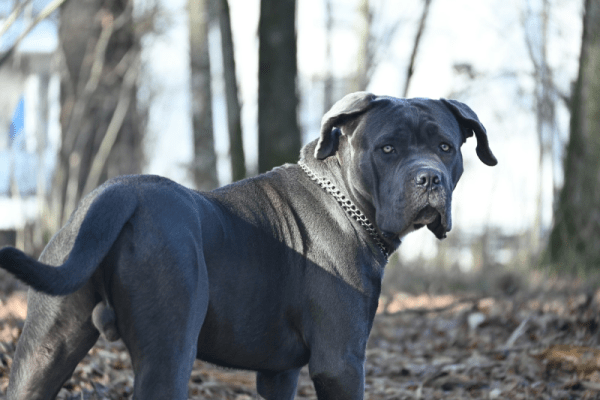 An illustration portraying the average lifespan of a Cane Corso dog, with a timeline displaying the breed's 9–12 year average set against the background of an adult Cane Corso dog and a puppy