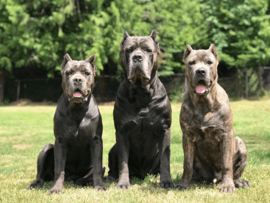 This image offers a succinct, educational synopsis of the Cane Corso's development as a flexible working breed in the rural communities of southern Italy, as well as its historical roots in ancient Molossian battle dogs.