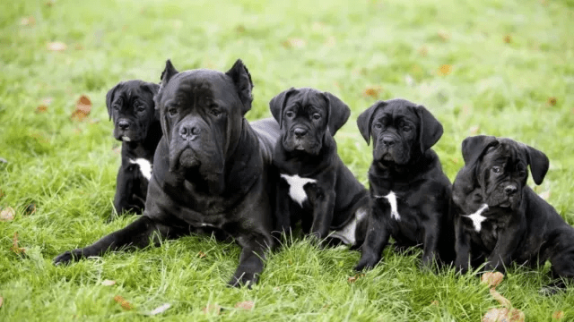 A line graph showing the typical cost range over time for Cane Corso puppies and adult canines