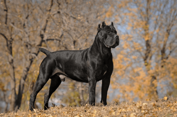 Drawing of a Cane Corso dog standing vigilant and focused, with a cityscape in the distance, implying the breed's usefulness as a guard and security dog