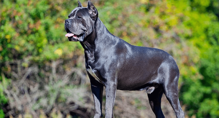 Drawing illustrating the mild shedding tendencies of the Cane Corso breed, with fur clumps and grooming equipment close by.