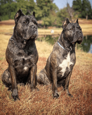 an infographic showing the average Cane Corso dog's size. A male Cane Corso, measured at the shoulder and weighing 110 pounds, is shown in the image standing 28 inches tall, while a female Cane Corso is 26 inches tall and weighs 99 pounds.