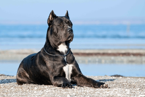 "Illustration depicting a calm, well-behaved Cane Corso dog with its owner"