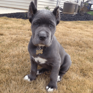 Graycie the Gray Cane Corso for sale yget our New Furry Friend!