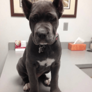 Graycie the Gray Cane Corso is for sale get our New Furry Friend!