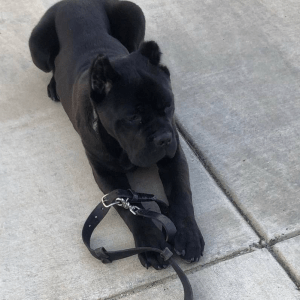 Jet the Black Cane Corso puppy, with his large brown eyes and glossy black coat, sits elegantly and exudes an allure. He's only 8 weeks old, yet he already knows how to play fetch and steal hearts.