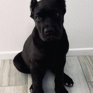 Jet the Black Cane Corso puppy, with his large brown eyes and glossy black coat, sits elegantly and exudes an allure. He's only 8 weeks old, yet he already knows how to play fetch and steal hearts.