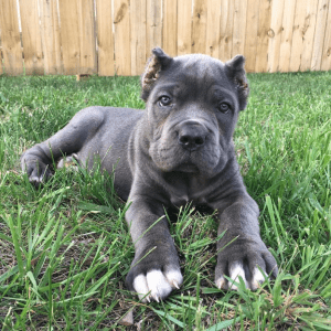 Kobi the Blue Cane Corso puppy, who is 8 weeks old, is looking for a new home. devoted, active, and the ideal family pet. Ask now!