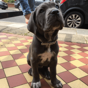 Talia The Blue Cane Corso is an uncommon breed that makes for a one-of-a-kind companion due to her distinctive coloration and disposition.