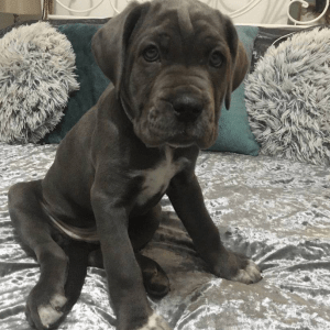 Talia The Blue Cane Corso is an uncommon breed that makes for a one-of-a-kind companion due to her distinctive coloration and disposition.