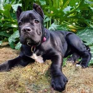 Harley The Cane Corso