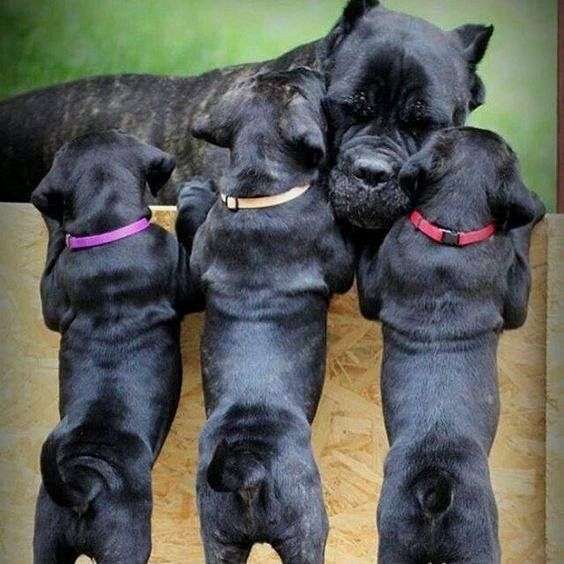 cane corso dog FOR SALE online page