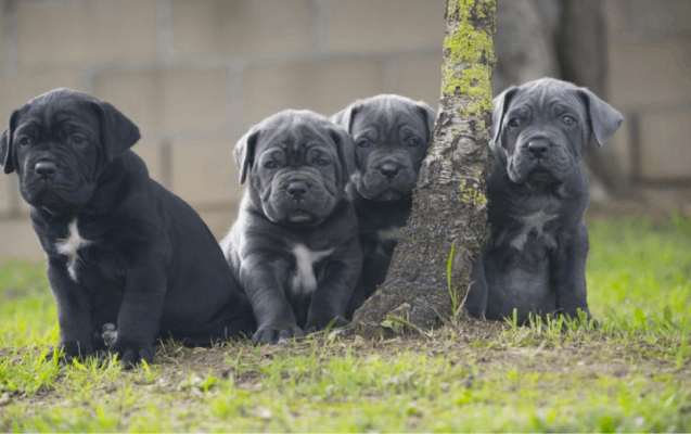 Discovering Guardian Cane Corso: A Litter of Exceptional Cane Corso Puppies