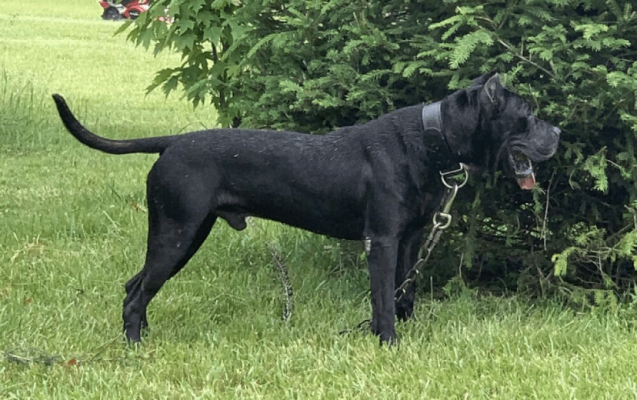 The image shows a large black dog, likely a Cane Corso, standing in a grassy field with trees in the background.