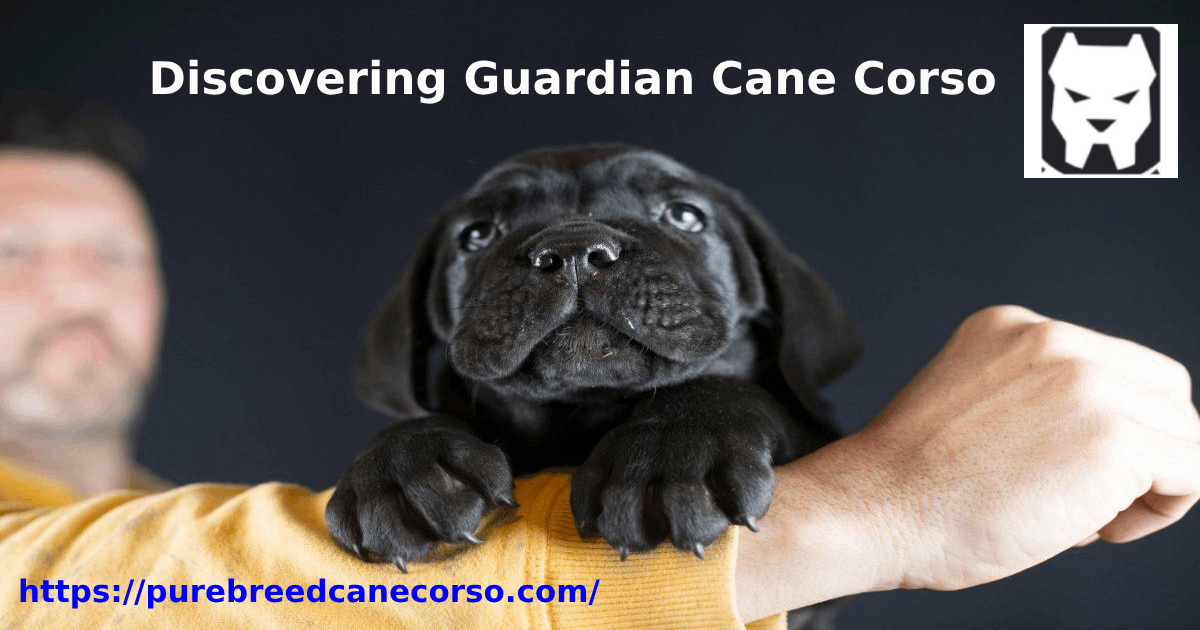 Discovering Guardian Cane Corso: Exceptional Breeding and Lifetime Breeder Support for Devoted Cane Corso Companions