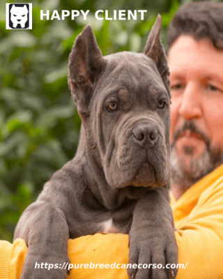  Discovering Guardian Cane Corso: Exceptional Breeding and Lifetime Breeder Support for Happy Clients