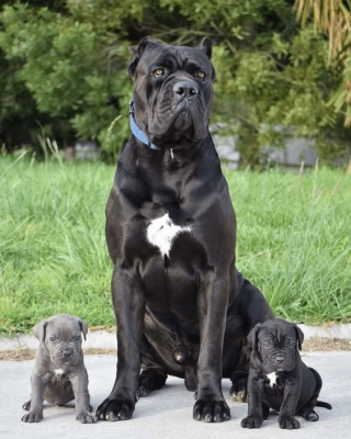 Discovering Guardian Cane Corso An Exceptional Breeding Displayed in a Powerful Cane Corso Family