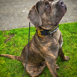 "Pure Bred Brindle Cane Corso puppy with a stunning brindle coat, bred for loyalty and protection. Perfect family companion. Click here to find your Cane Corso today!"