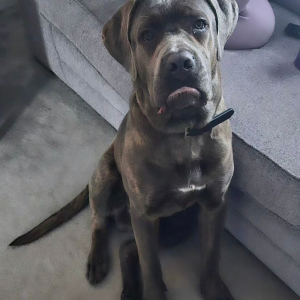 "Pure Bred Brindle Cane Corso puppy with a stunning brindle coat, bred for loyalty and protection. Perfect family companion. Click here to find your Cane Corso today!"