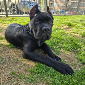 Elegant Black Cane Corso for Sale – Strong, Loyal, and Ready to Join Your Family!"