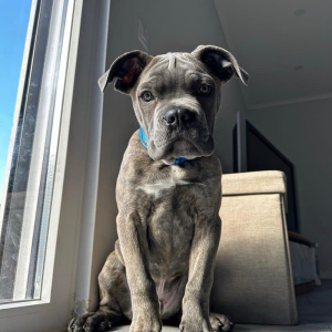 A blue tint brindle Cane Corso dog sitting proudly, showcasing his unique coat and friendly demeanor, ready for adoption.