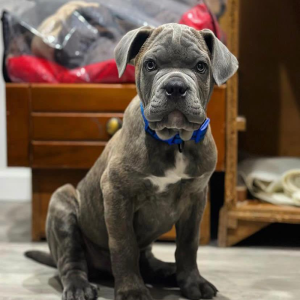 A blue tint brindle Cane Corso dog sitting proudly, showcasing his unique coat and friendly demeanor, ready for adoption.