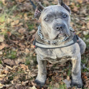 "Blue Brindle Cane Corso puppy available for adoption – loyal, protective, and affectionate companion."