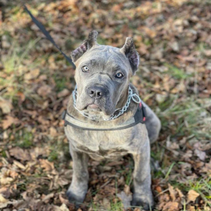 "Blue Brindle Cane Corso dog available for adoption – loyal, protective, and affectionate companion."