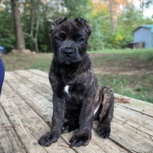 Looking for a loyal protector and affectionate companion? Our dark brindle Cane Corso puppies are available for adoption. These large, majestic dogs are known for their exceptional guarding abilities and loving nature. With a striking brindle coat and a reputation for being one of the best protection dogs, a Cane Corso from PureBreedCaneCorso.com is the perfect addition to any family. Explore our selection and find your ideal puppy today!