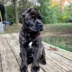 Looking for a loyal protector and affectionate companion? Our dark brindle Cane Corso puppies are available for adoption. These large, majestic dogs are known for their exceptional guarding abilities and loving nature. With a striking brindle coat and a reputation for being one of the best protection dogs, a Cane Corso from PureBreedCaneCorso.com is the perfect addition to any family. Explore our selection and find your ideal puppy today!