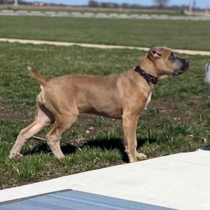 Rose the fawn Cane Corso dog, is available for adoption. Rose is known for her companionship and good temperament. give Rose the forever home she deserves and do not miss the opportunity to adopt her!