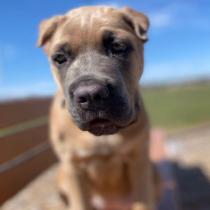 Rose the fawn Cane Corso dog, is available for adoption. Rose is known for her companionship and good temperament. give Rose the forever home she deserves and do not miss the opportunity to adopt her!